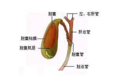 胆是中医六腑之一,奇恒之腑,人体多个系统病变