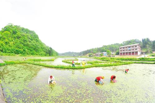 石柱冷水镇人口_钟祥市冷水镇小学(2)