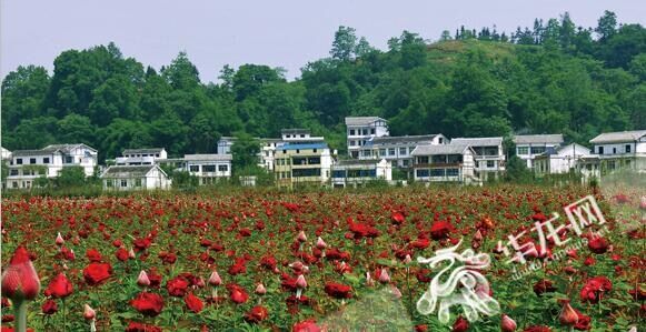 十二金钗大观园——玫瑰园.南川区农业园区管委会供图 华龙网发