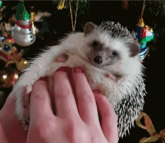 都要拍一张手心里抱着小刺猬的照片