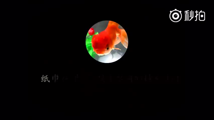 鱼恶搞视频,搞笑小鱼的视频