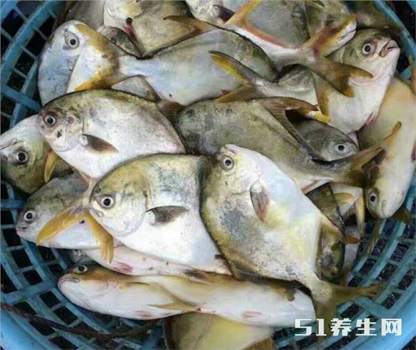 白鲳鱼有哪些营养价值？