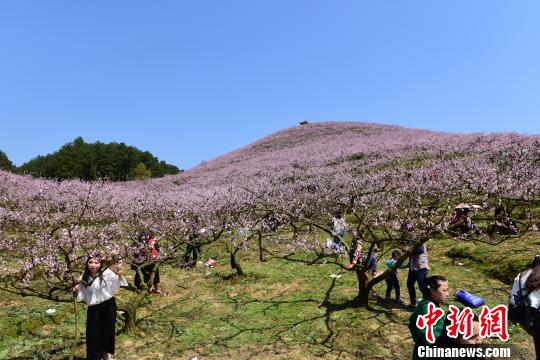 近日,贵州岑巩县客楼镇举办以“溯龙江墨韵,游桃源胜境”为主题的第二届桃花节。 徐学练 摄 近日,贵州岑巩县客楼镇举办以“溯龙江墨韵,游桃源胜境”为主题的第二届桃花节。 徐学练 摄