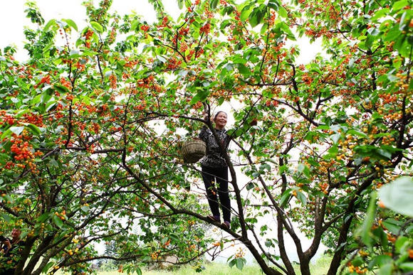 荣昌区第二届古佛山樱桃采摘节来了