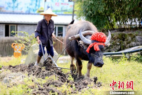 图为农耕园农耕活动。 赖好 摄 图为农耕园农耕活动。 赖好 摄