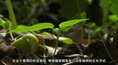 那些震撼视神经的纪录片之《地球脉动》