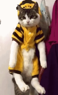 主人去宠物医院接猫,结果这猫拼了老命要拉另一只猫一