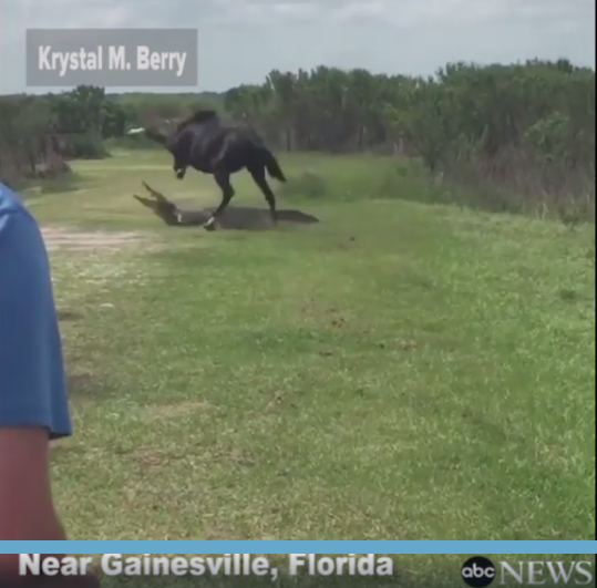短吻鳄遭马“暴打”:天知道我经历了什么