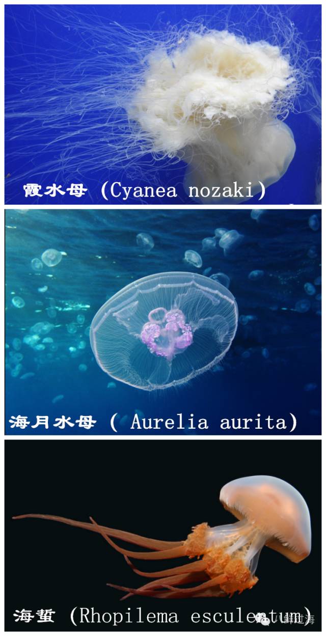 中国可供食用的水母有: 海蜇(学名:rhopilema esculentum) 棒状海蜇