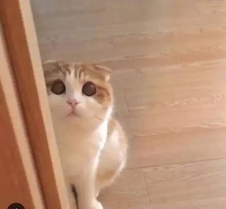 猫咪做错事,看到主人回来后很生气,怕主人骂它