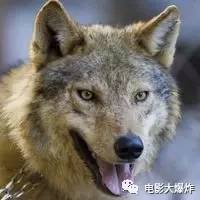 这部拍了7年的《血狼犬》，堪称中国版《狗的使命》！