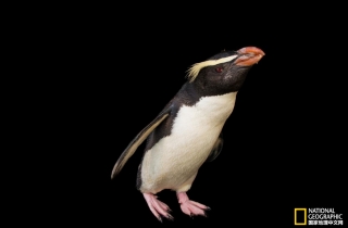 小企鹅,个性多:世界企鹅日袭来!