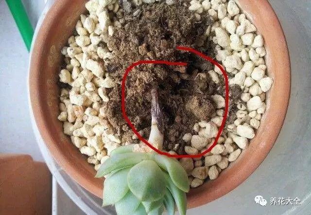 多肉烂根、徒长、黑腐…这样做,分分钟救活!