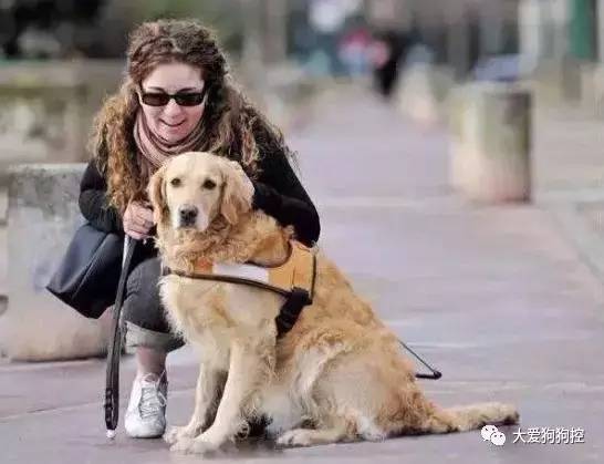你知道么，今天是国际导盲犬日