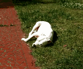 壁纸 动物 狗 狗狗 280_232 gif 动态图 动图