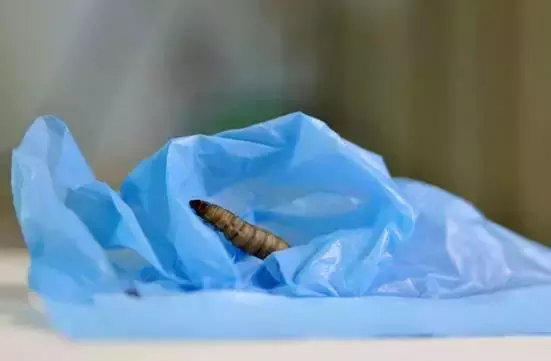 太环保了！这种虫子竟然能“吃”塑料！