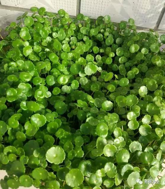背景 壁纸 绿色 绿叶 蔬菜 树叶 植物 桌面 557_641图片
