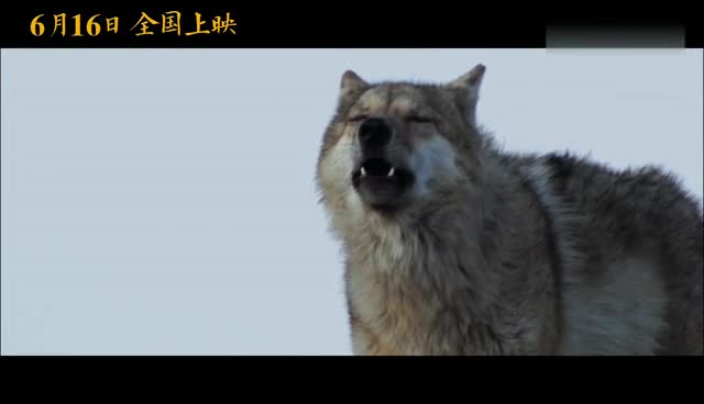 《重返·狼群》定档6.16 真实版与狼共舞将登