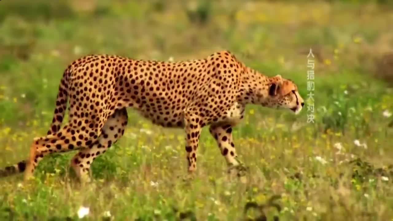 惊险!非洲猎豹突然闯入车后座 游客与其“亲密接触”图片