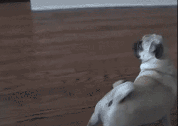 新闻客户端  当喜感二哈搭上颓废巴哥,就诞生了这么个——巴士奇宝宝!