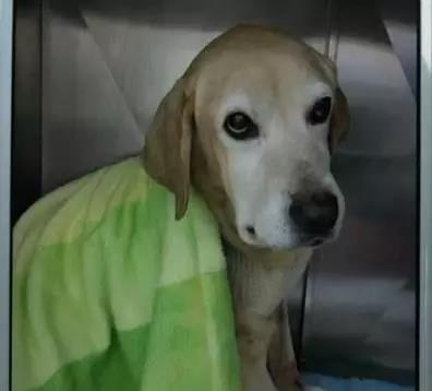 杭州1女子豪掷5万为爱犬看病 手术1周后狗就死亡