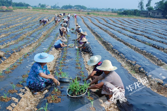 韩国农业人口_对比国外农业和农民看中国农村的未来 之一 差距(3)