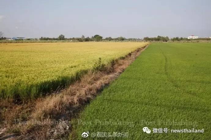 泰国扩大茉莉香米和有机水稻种植面积