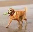 “金毛”狗狗在海边捡了5年垃圾 被称“最萌环卫工”