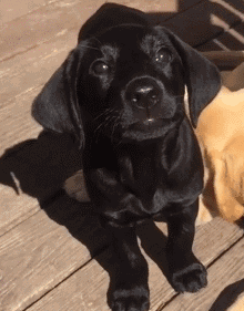 壁纸 动物 狗 狗狗 220_281 gif 动态图 动图