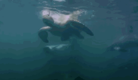 海豚心里:为了拍我们,安插了这么多卧底! 以后我该怎么去相信别人!