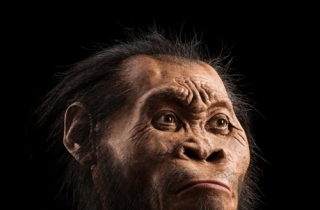考古新进展：纳莱迪人曾与人类祖先共存？