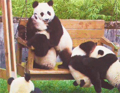 壁纸 大熊猫 动物 狗 狗狗 400_310 gif 动态图 动图