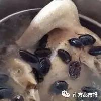 广东人煲汤用的料，光看下去都需要勇气啊！