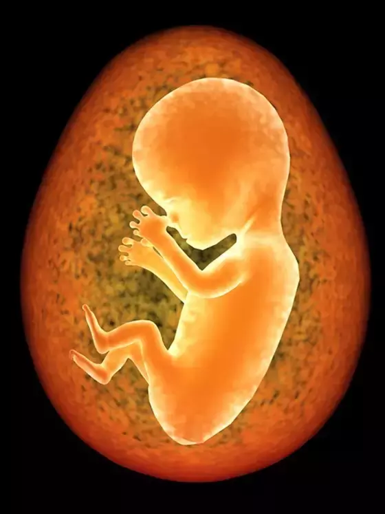 胎儿在妈妈肚子里干些什么？