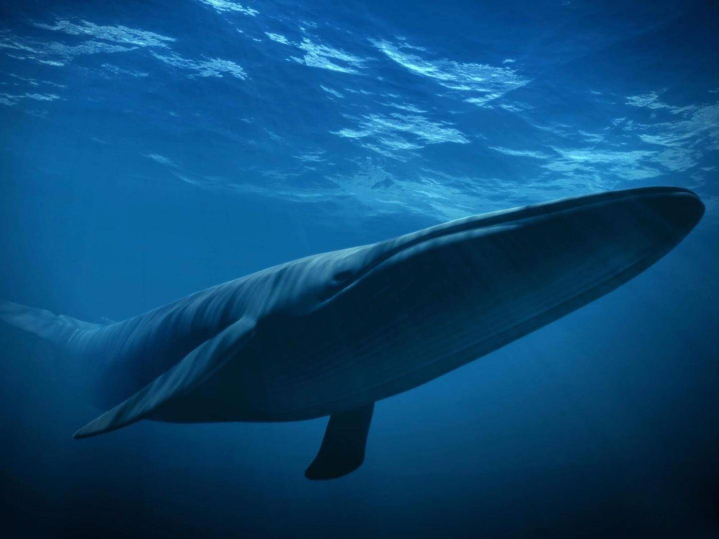 近距离拍摄30米长的蓝鲸 那是什么样的恐惧感觉_哔哩哔哩 (゜-゜)つロ 干杯~-bilibili