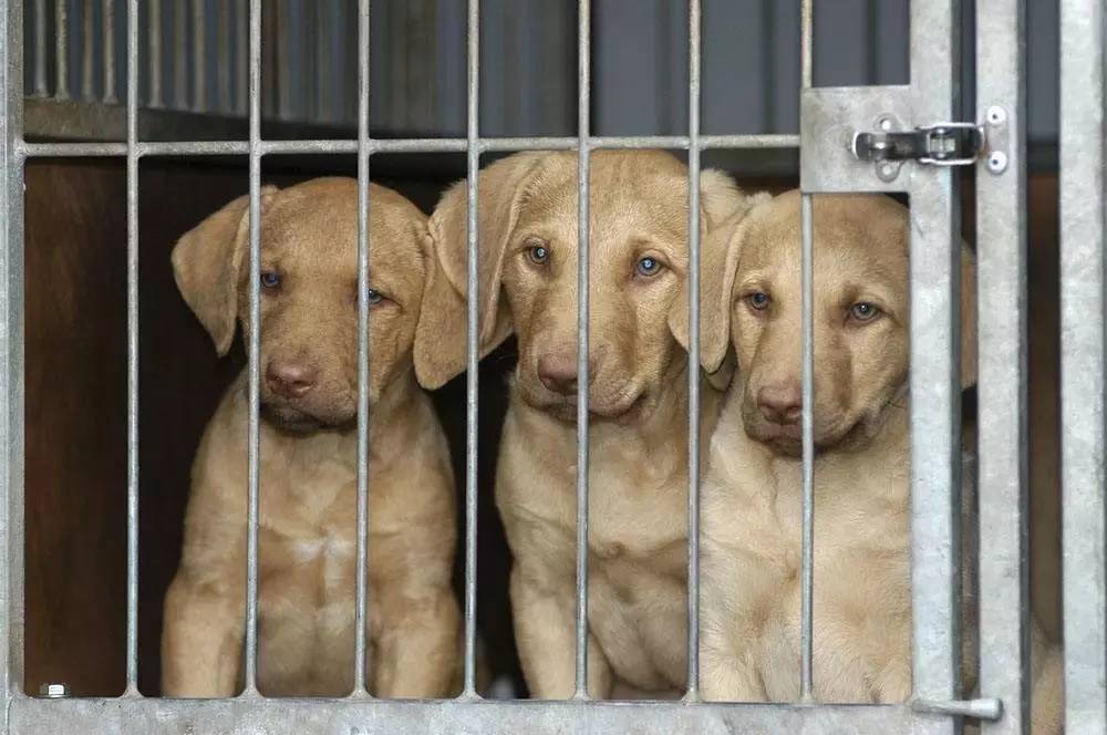 吃狗肉,从什么时候开始变成了罪大恶极?| 壹读精选