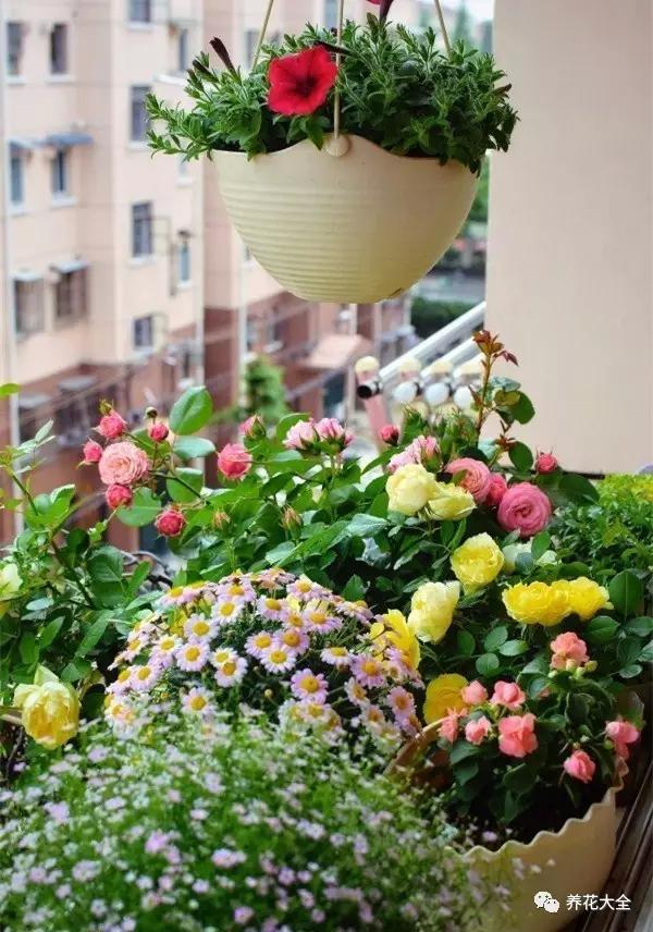 谁说没有花园就不能养花？窗台照样能做到！