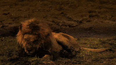 壁纸 动物 狮子 桌面 400_225 gif 动态图 动图