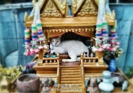 萌猫和神龛相栖~喵喵~||华灯初上的曼谷~美到窒息~