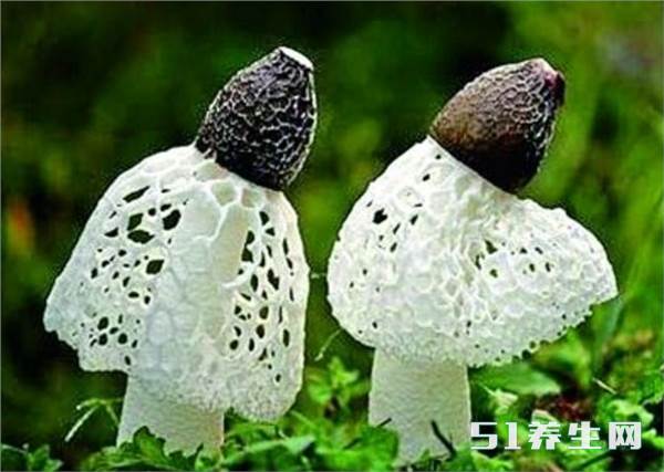 竹荪的营养价值