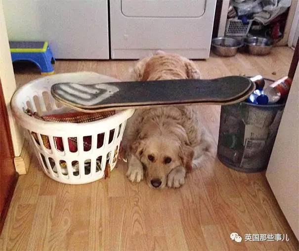 什么声音才能让狗害怕 B4D6F08D73875F379D6F9B1B4571DFF9A17F3401_size45_w605_h508.jpeg