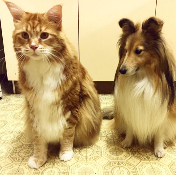 1米多长胖猫网上走红可能成为下一个世界最大猫_凤凰资讯