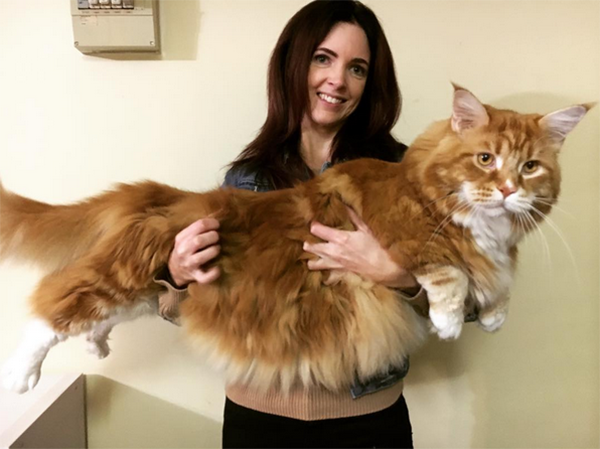 1米多长胖猫网上走红可能成为下一个世界最大猫_凤凰资讯