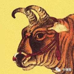 牛弹琴微信头像.jpg