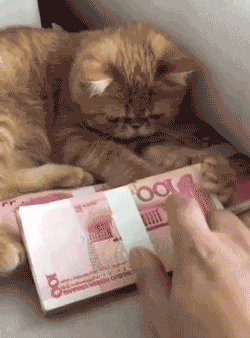 【GIF分享】你们身边有小财迷吗?一起来看看