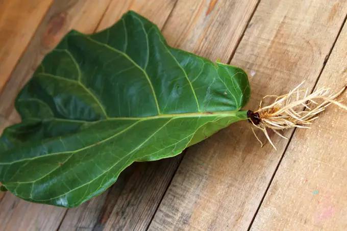 propagate-fiddle-leaf-fig-apieceofrainbowblog-5.jpg