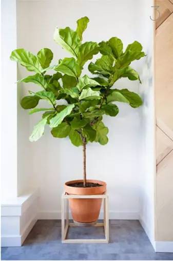 propagate-fiddle-leaf-fig-apieceofrainbowblog-18.jpg
