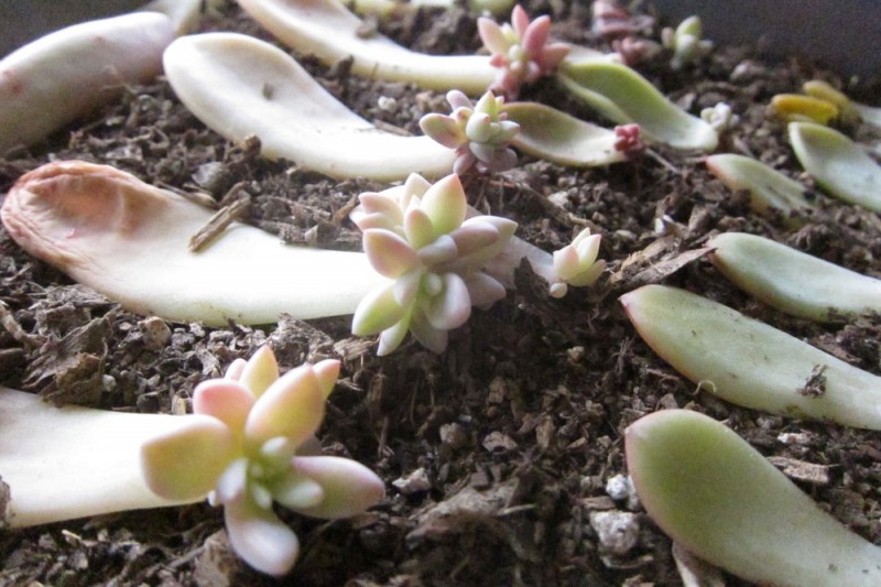succulent-leaf-baby-plants-how-to-propagate-succulents-from-leaves-and-cuttings-needlesandleaves_net (1).jpg