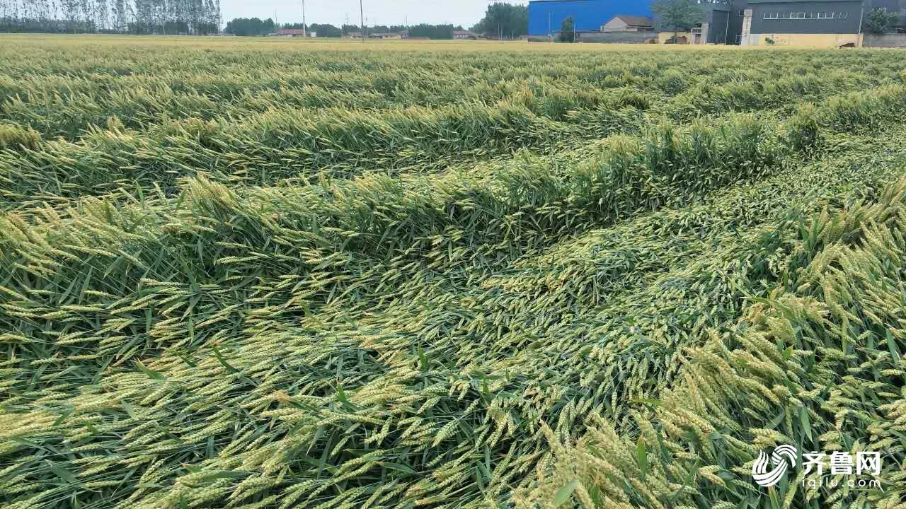山东降雨大风致小麦倒伏 各地积极采取补救措