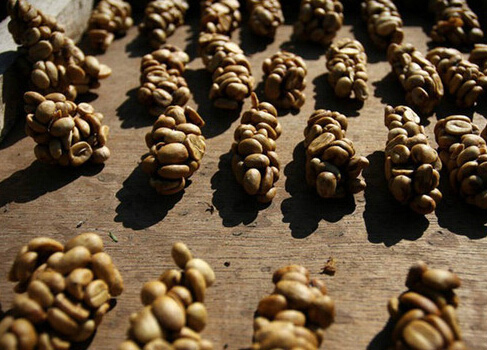 不懂有钱人的世界!继猫屎咖啡后出现象屎咖啡